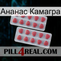 Ананас Камагра 19